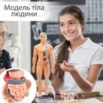 Іграшка-манекен для вивчення анатомічної структури людини